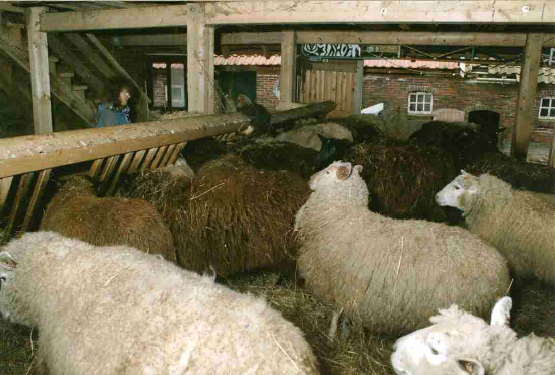 Schafe im Futterstall
